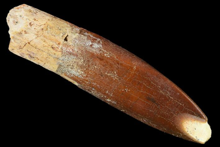 Fossil Sauropod Dinosaur (Rebbachisaurus) Tooth - Morocco #134395